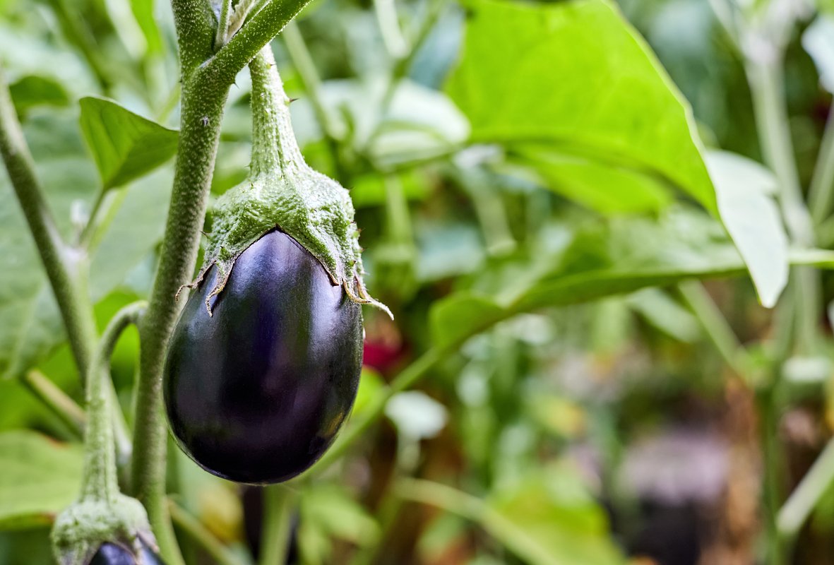 Гибрид «Щелкунчик F1»