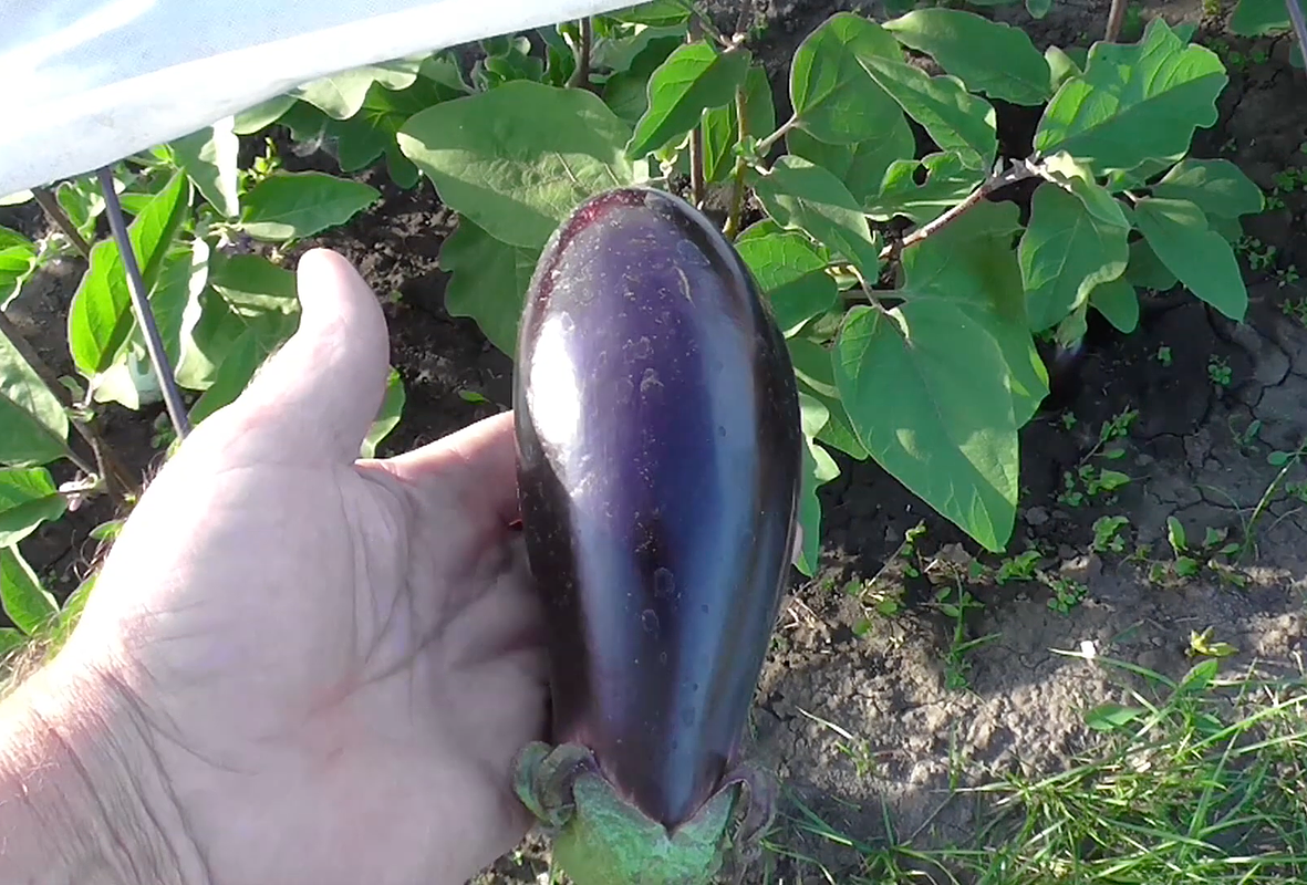 Сорт «Черный красавец»