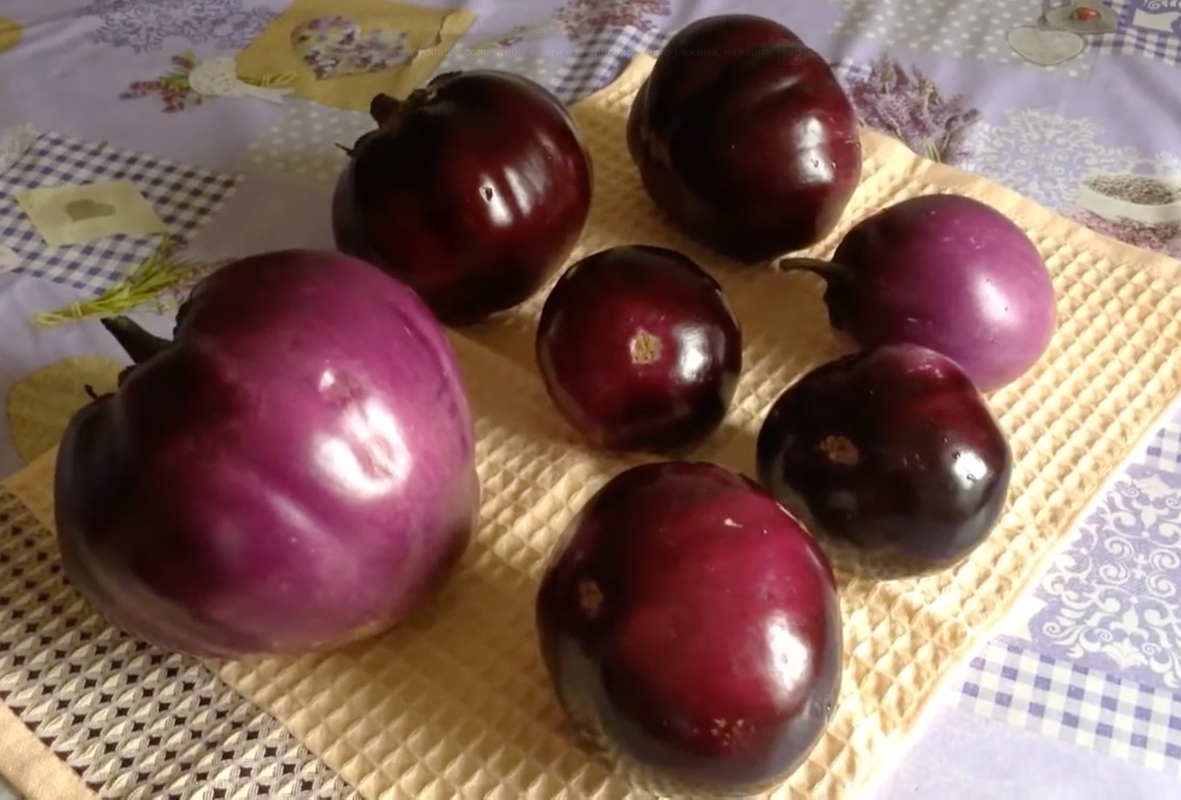 Гибрид «Буржуй F1»