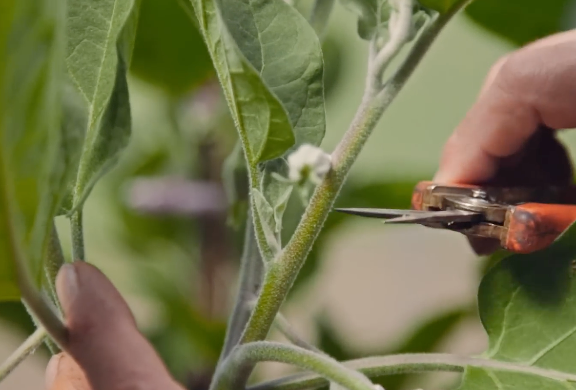 Удаление пасынков и нижних листьев даст более богатый урожай