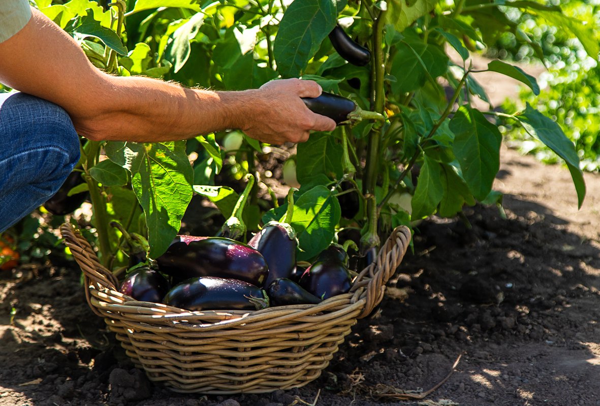 Для высева в открытый грунт в средней полосе выбирайте сорта с вегетационным периодом 90-100 дней