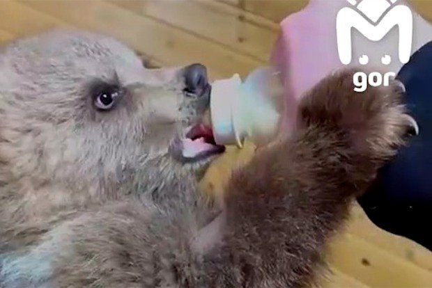 Вводная картинка