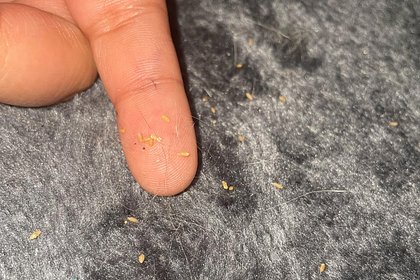 Девушка опубликовала фото своего питомца и получила совет немедленно ехать к ветеринару