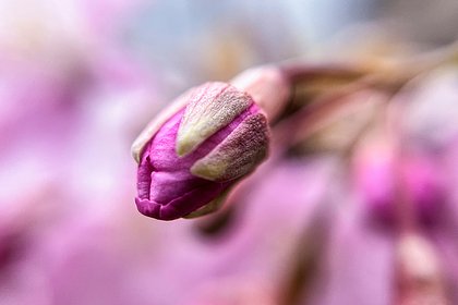 В российском регионе появились бутоны сакуры