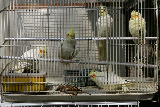 Вводная картинка