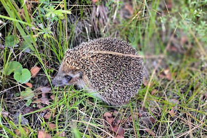 Москвичей предупредили об опасности проснувшихся ежей