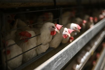 Падение производства мяса птицы в России объяснили