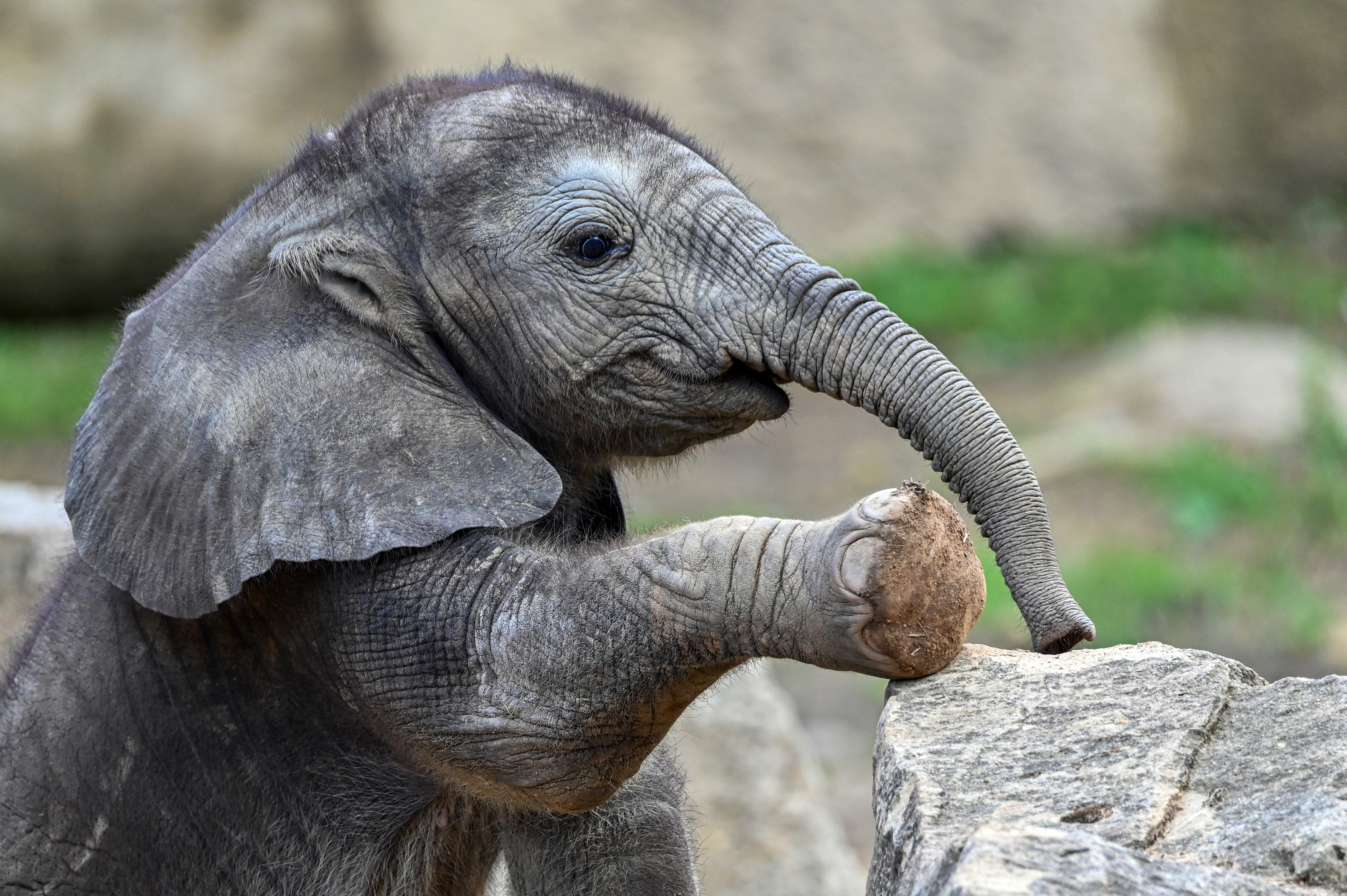 �����������&nbsp; ������� �������� ����� ������� �����