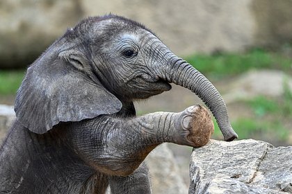 Отвергнутый матерью слоненок нашел первого друга