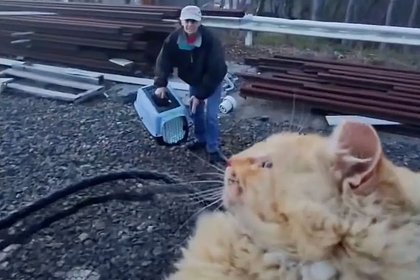 Кот попал под поезд и выжил