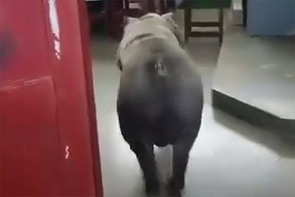 Огромная свинья ворвалась на избирательный участок и попала на видео