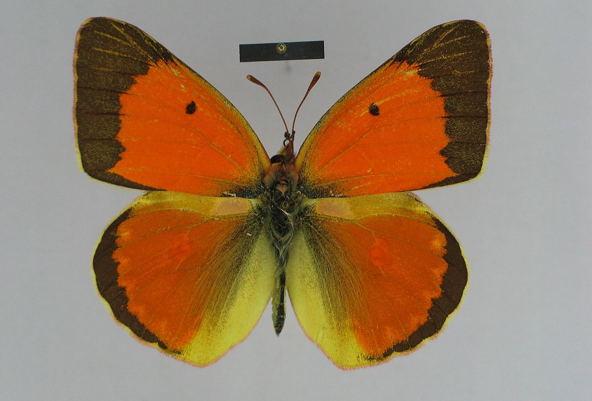 Colias caucasica olga, впервые описанная Николаем Михайловичем как самостоятельный вид Colias olga в 1882 году

