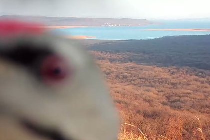 В Приморье нашли напавшего на фотоловушку седого вандала по ориентировке