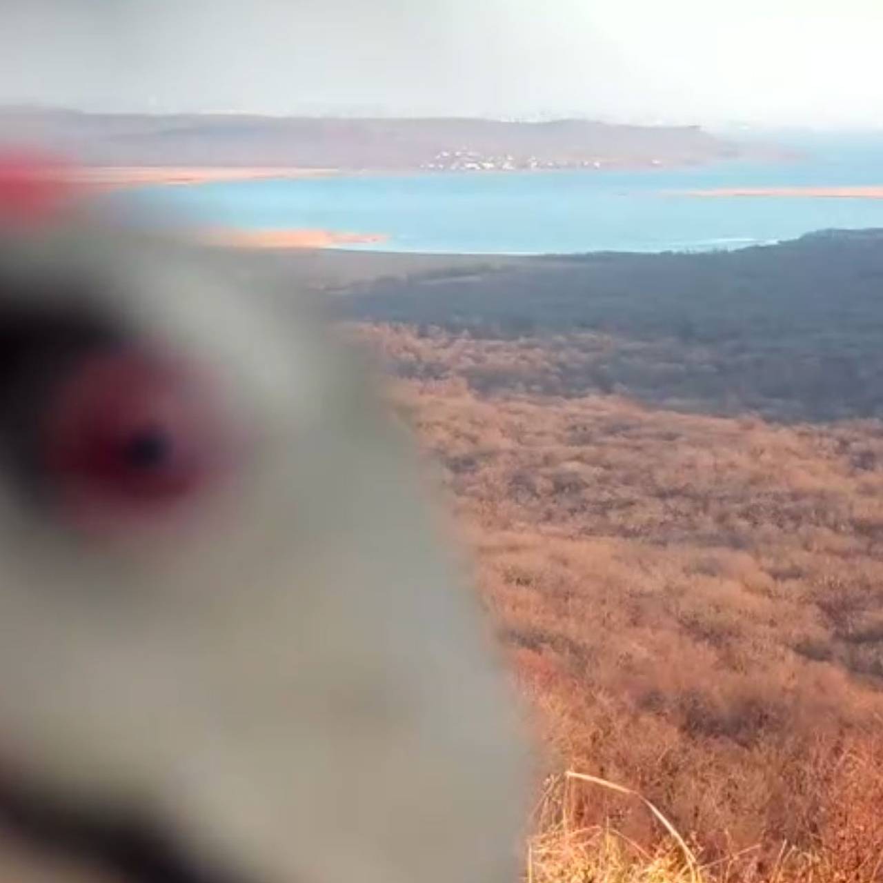 В Приморье нашли напавшего на фотоловушку седого вандала по ориентировке