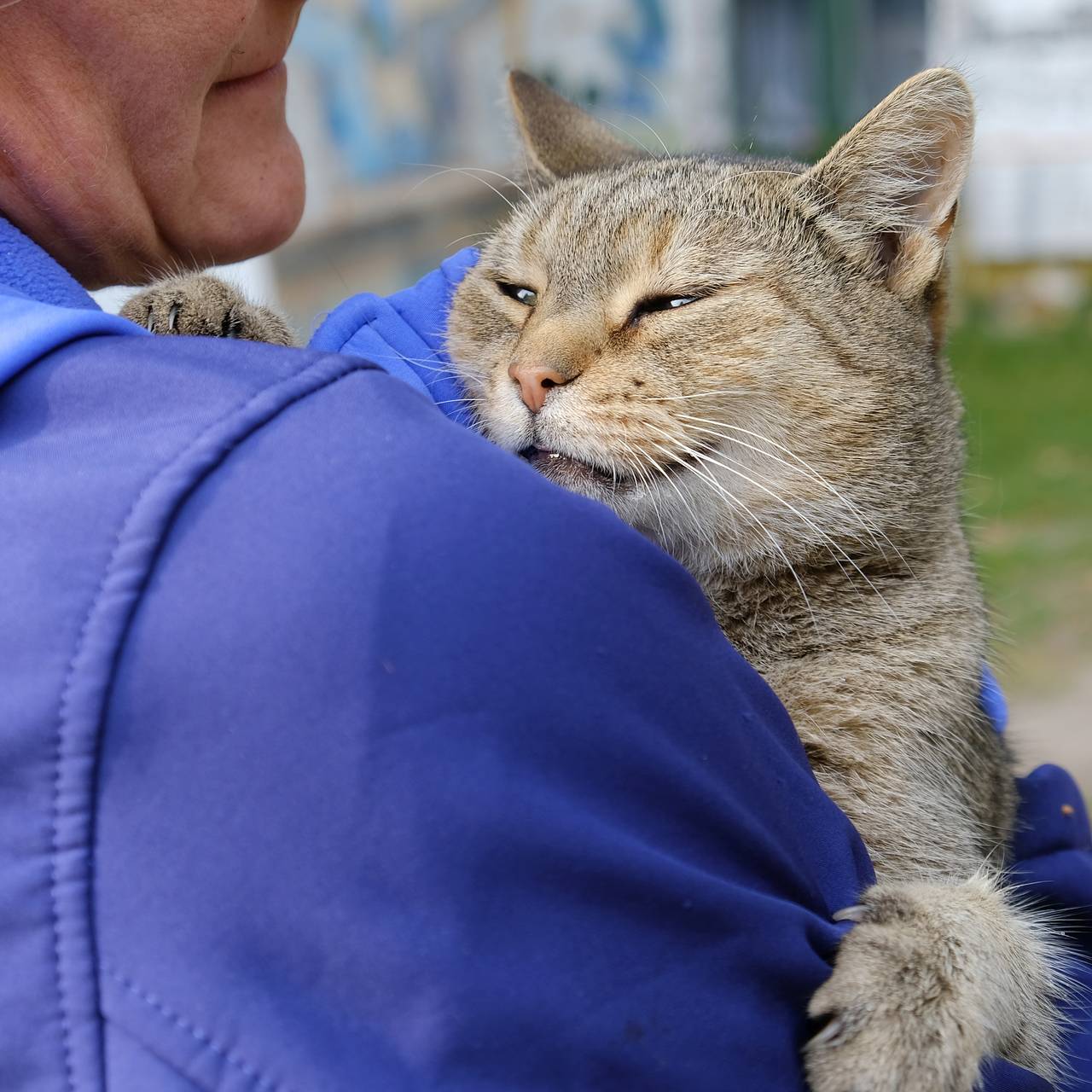В российском городе балкон дома рухнул вместе с котом