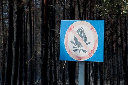 Россиян предупредили о тюремном сроке за костер в лесу