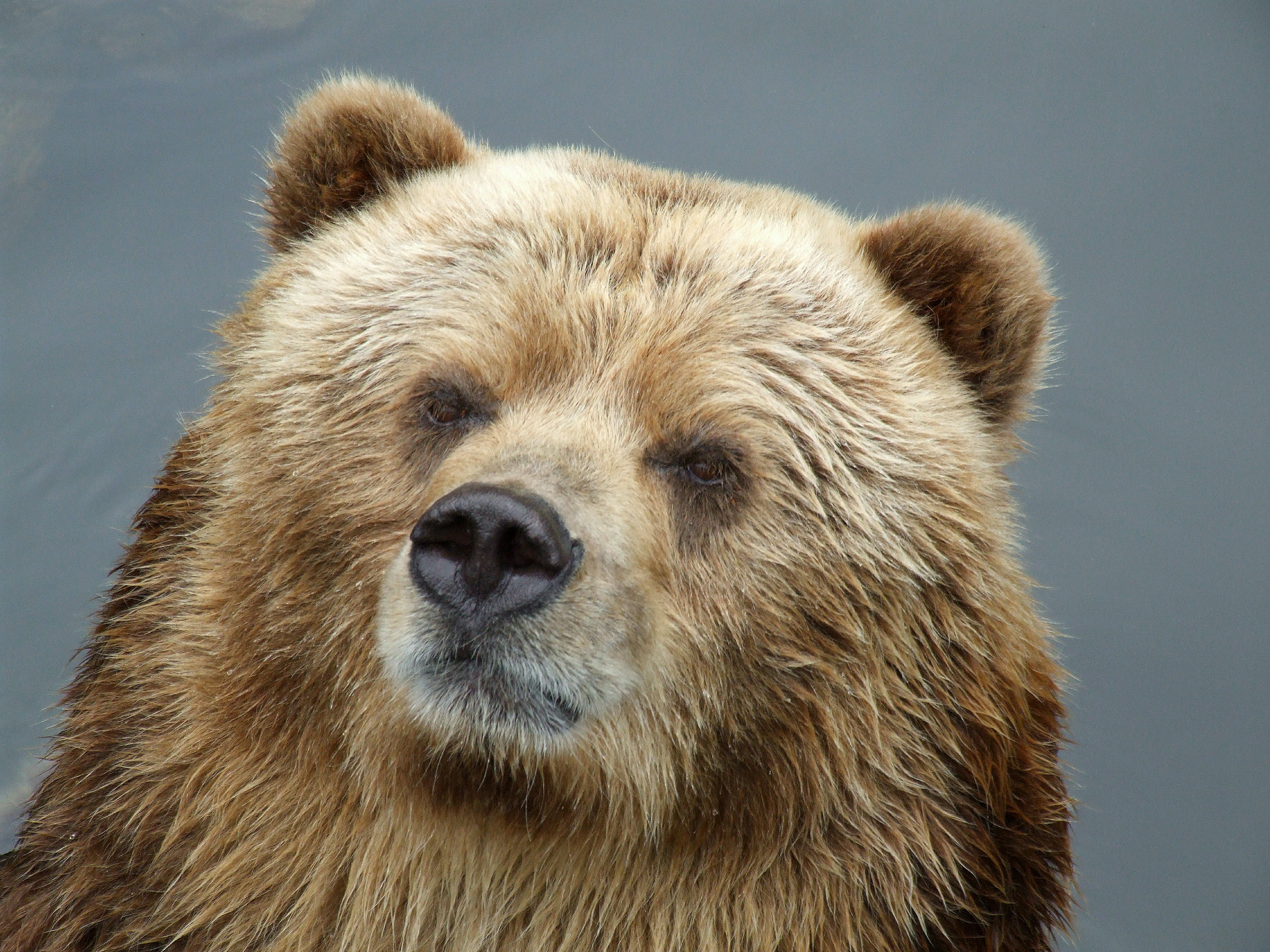 Медведь&nbsp; напал на двоих американских военных в месте встречи Путина и Трампа