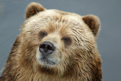 Медведь напал на двоих американских военных в месте встречи Путина и Трампа