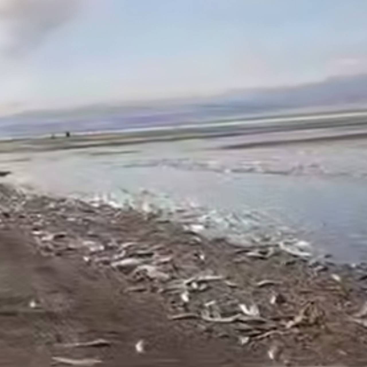 Селедочный апокалипсис в российском регионе сняли на видео