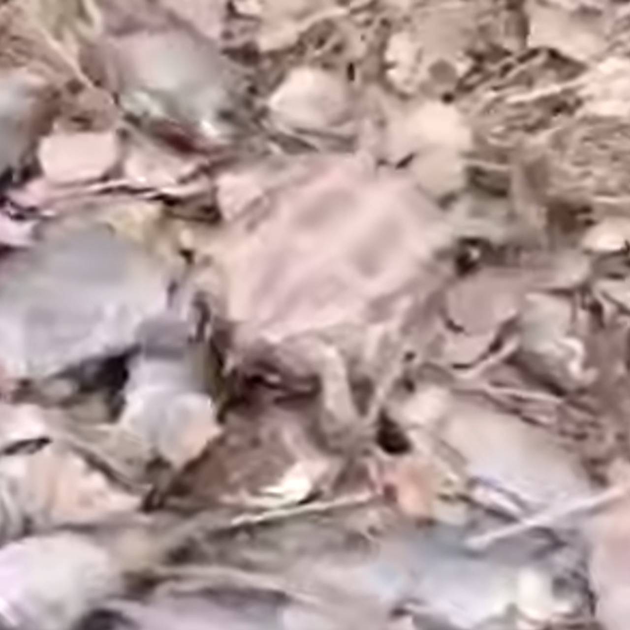 Гору мертвой рыбы и черепаху обнаружили посреди парка в российском городе