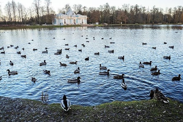 Вводная картинка
