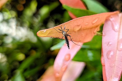 Россиян предупредили о приводящем к инвалидности вирусе на острове в Африке