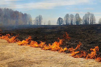В Подмосковье подняли штрафы за поджог травы и мусора