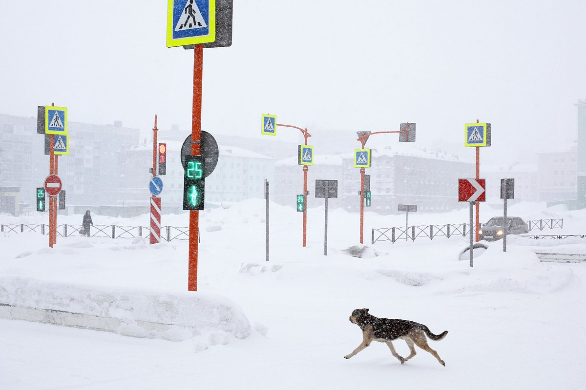 Пешеходный переход со множеством светофоров находится в центре
Норильска. На зеленый свет здесь переходят самостоятельные собаки