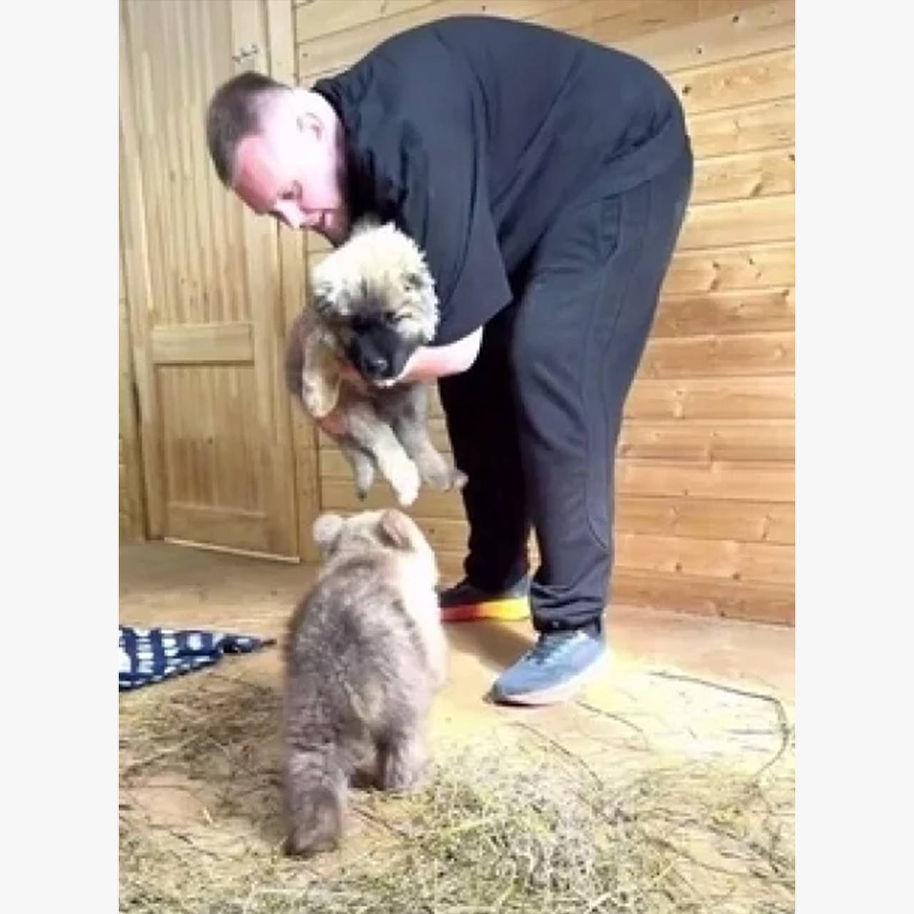 У маленькой медведицы Дыньки появился друг-щенок по кличке Арбузик