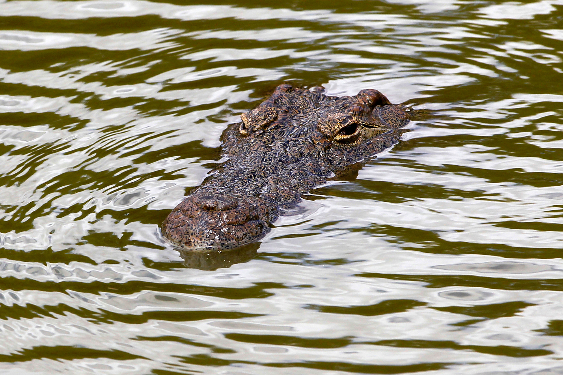 Крокодил утащил пятилетнюю девочку