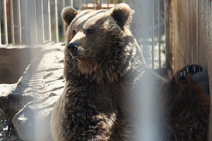 Названа причина нападения медведя на американских солдат