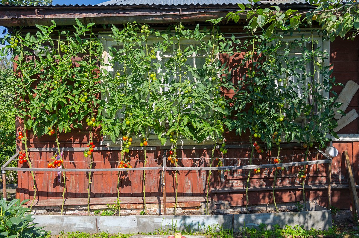 Томаты сорта «Де Барао» требуют обязательного пасынкования