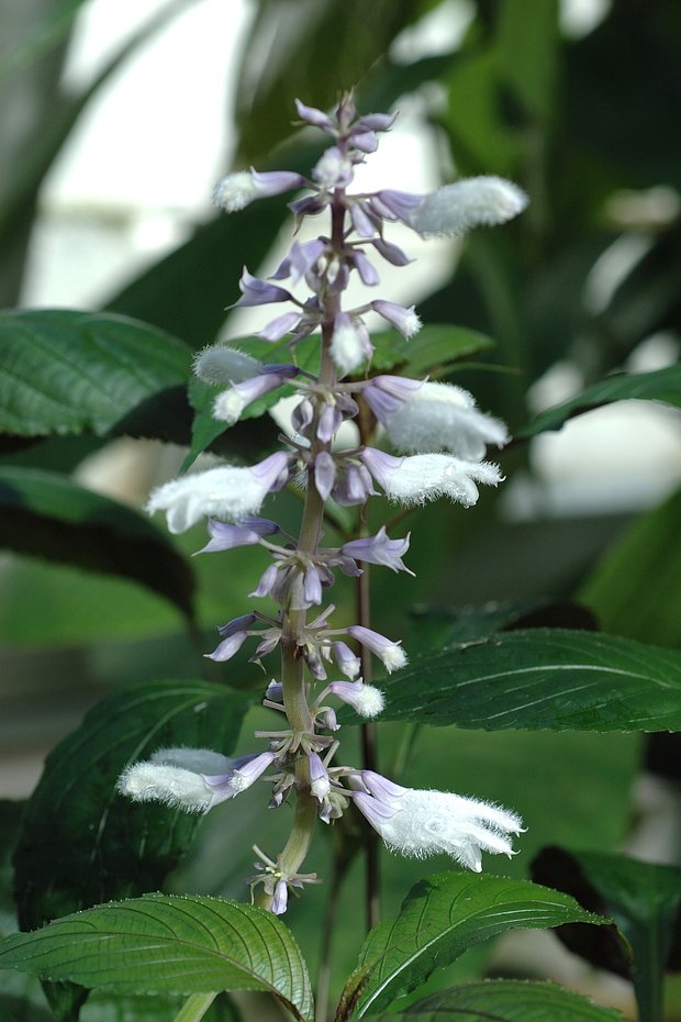 Шалфей предсказателей (Salvia divinorum)