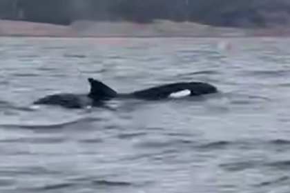 Импровизированное шоу косаток для туристов на Сахалине попало на видео