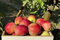 Топ-10 лучших сортов зимних яблок: самые вкусные и долго хранящиеся