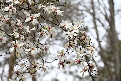 Уникальная магнолия из Японии зацвела в Москве