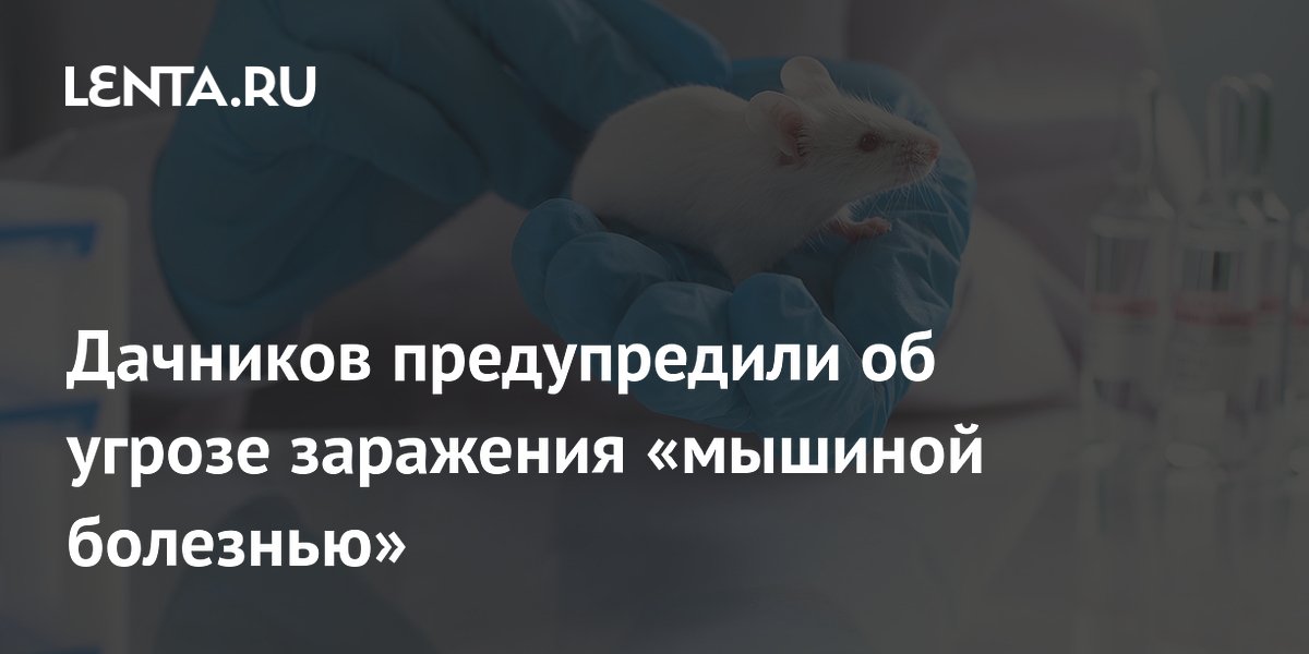Дачников предупредили об угрозе заражения «мышиной болезнью»