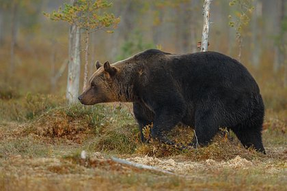Медведь напал на человека в российской республике