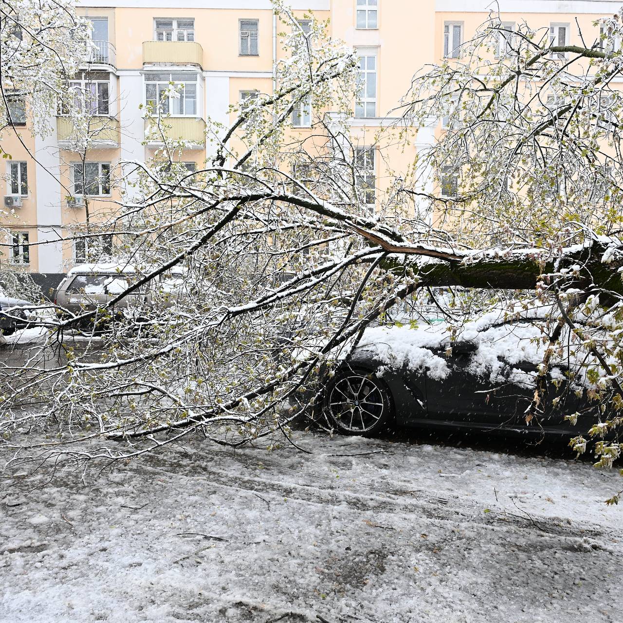 Москвичам с поврежденными деревьями машинами дали совет