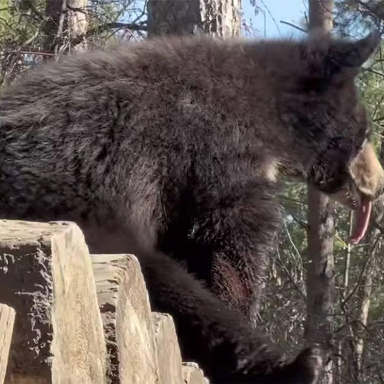 Величественный зверь погрелся на солнышке и показал язык на камеру