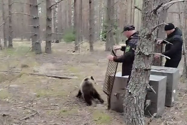 Вводная картинка