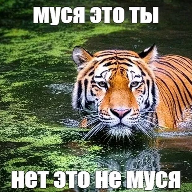 Новая волна популярности мема про Мусю пришла с появлением картинки с тигром