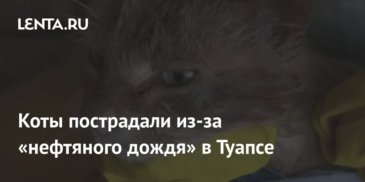Коты пострадали из-за «нефтяного дождя» в Туапсе