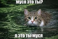 Мем «Муся, это ты?»: что значит и как появился