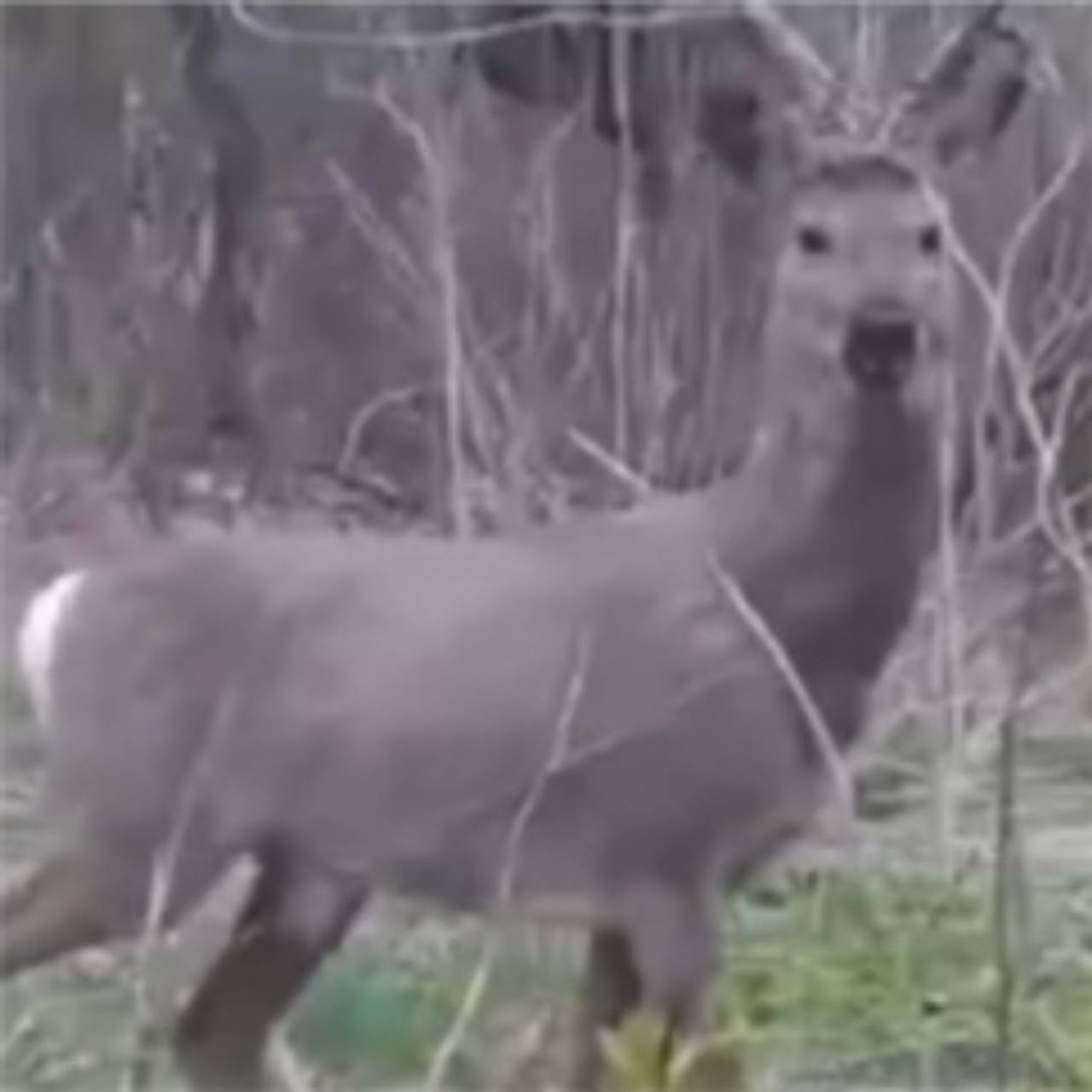 Лающий самец косули попал на видео в российском регионе