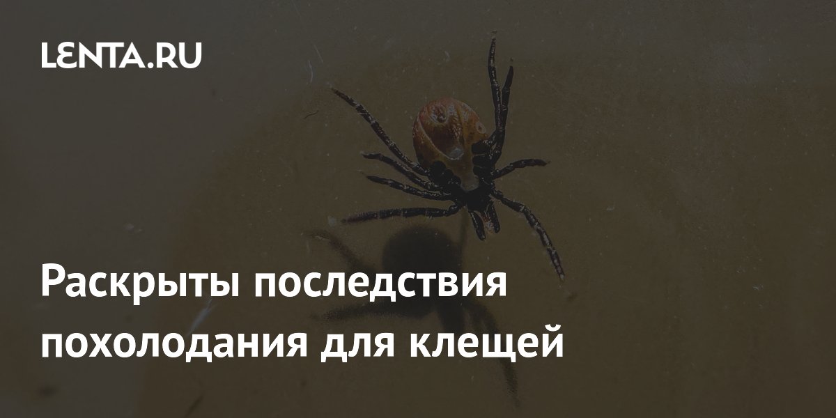Раскрыты последствия похолодания для клещей