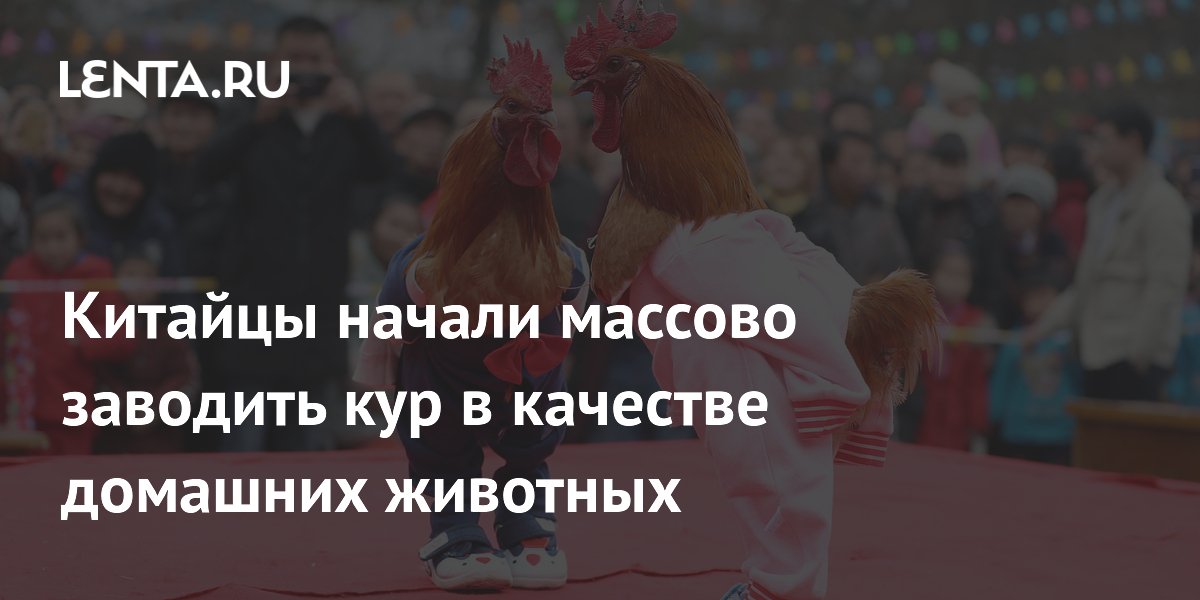 Китайцы начали массово заводить кур в качестве домашних животных