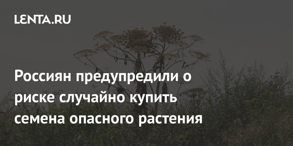 Россиян предупредили о риске случайно купить семена опасного растения