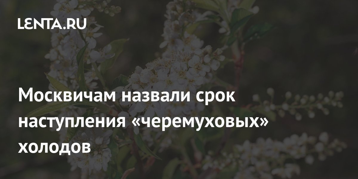 Москвичам назвали срок наступления «черемуховых» холодов