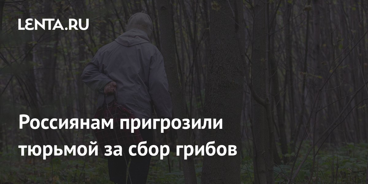 Россиянам пригрозили тюрьмой за сбор грибов